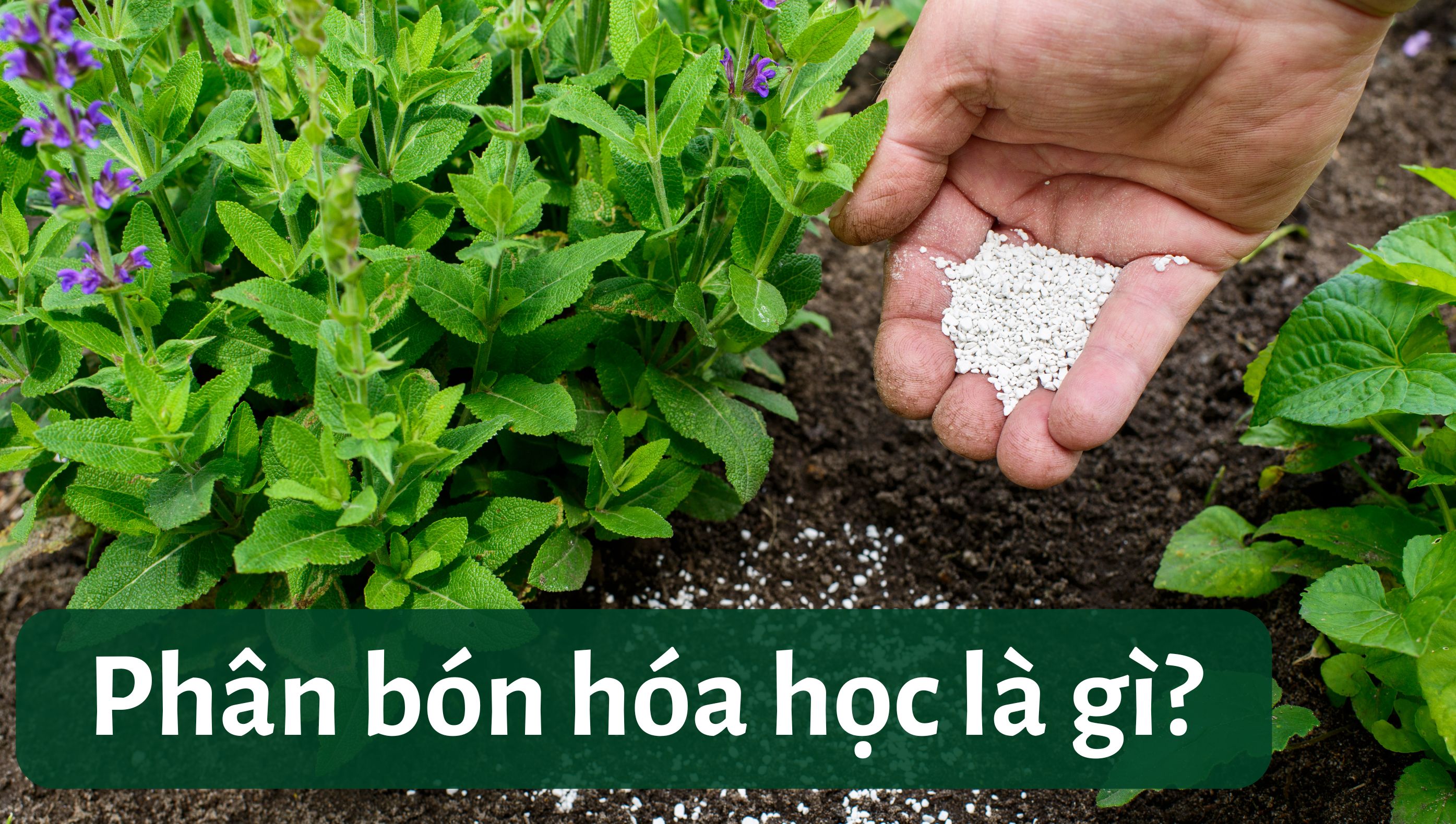 Phân hóa học là gì? Phân loại, công dụng và tác hại của phân bón hóa học với đất và cây trồng