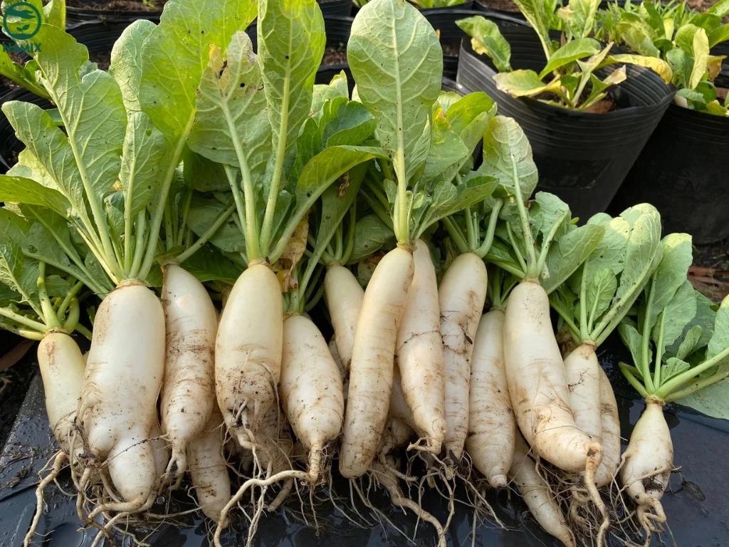 Kỹ thuật trồng củ cải