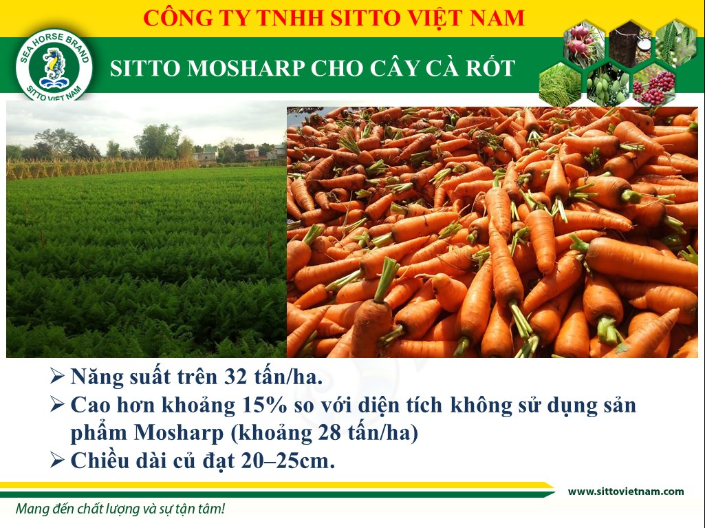 Sitto Mosharp làm tăng năng suất khoai mì từ 20-30%, tăng trữ bột 2-3%