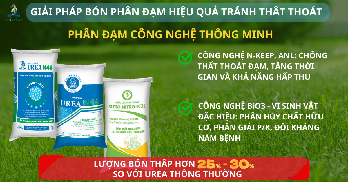 Giải pháp bón phân đạm hiệu quả tránh thất thoát