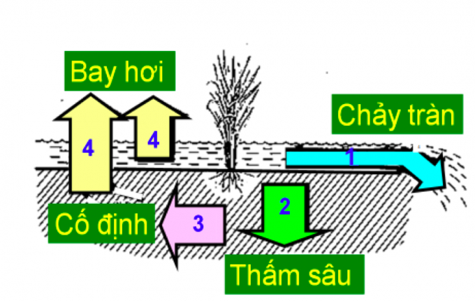 Con đường thất thoát phân đạm