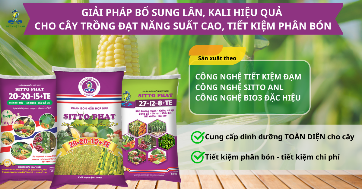 Kỹ thuật bón NPK tiết kiệm, giúp cây trồng hấp thu dinh dưỡng tối đa