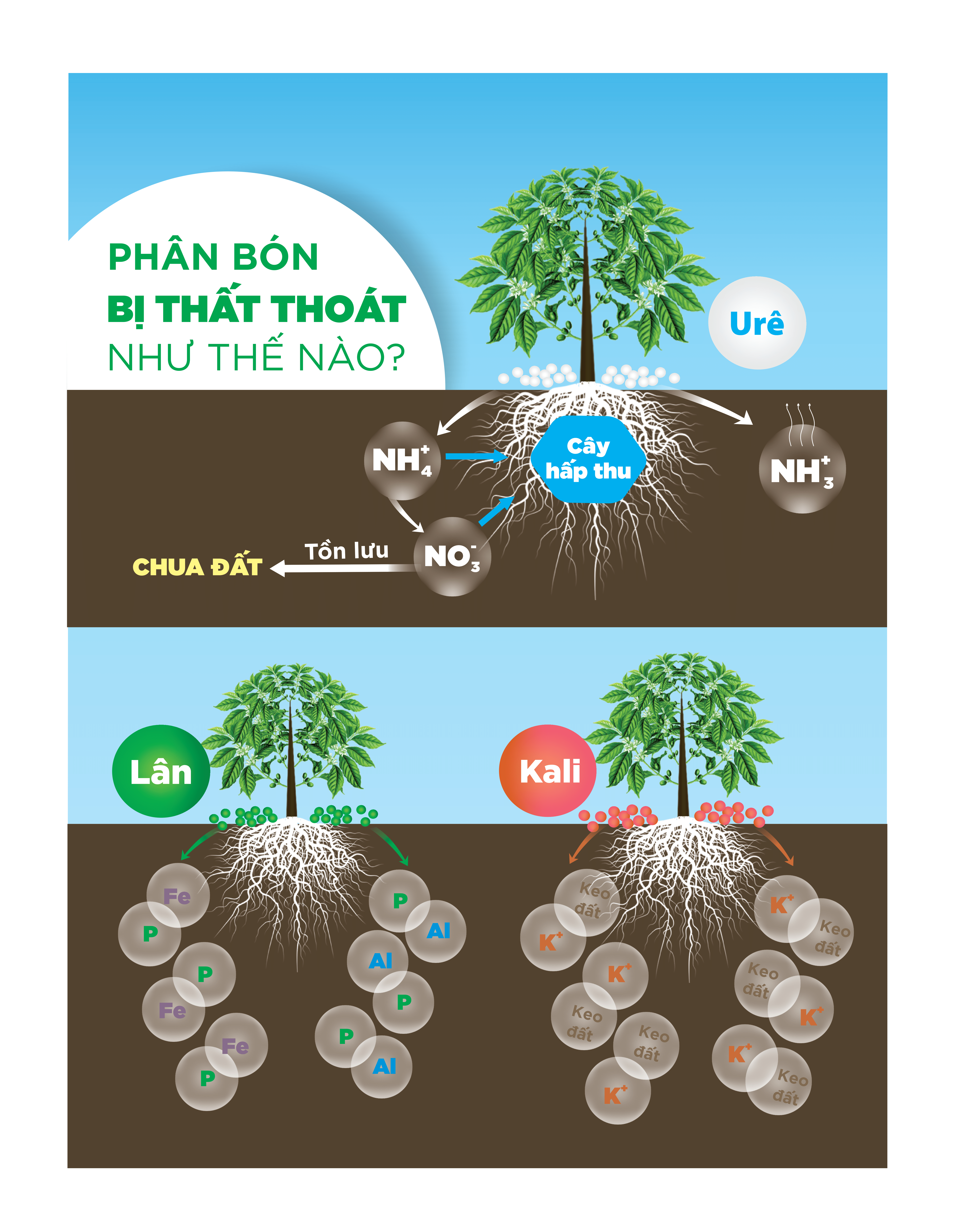 Các nguyên tố đa lượng đã đi đâu hoặc thất thoát như thế nào